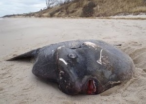 Mola mola on Mants Beach, Brewster MA - December 5, 2010