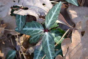 Cimaphila maculata in Cummaquid, MA