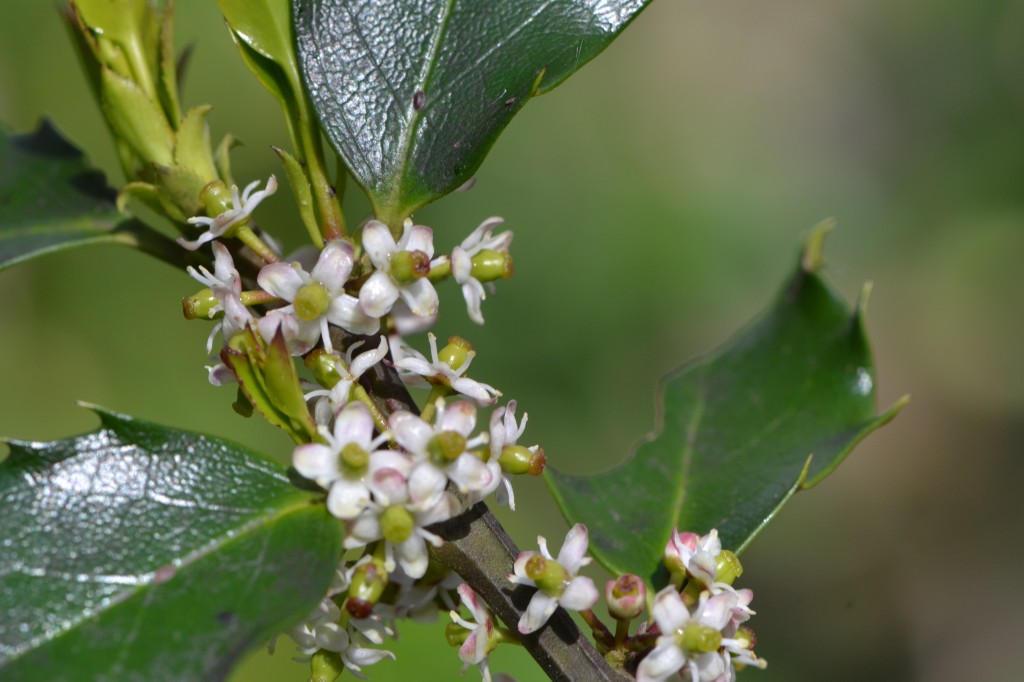 Holly flowering May 14 2011