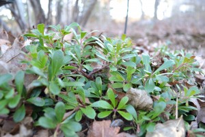 Bearberry