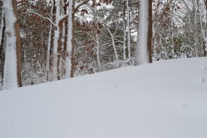 Front yard view December 21 2010