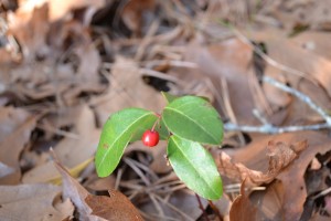 Wintergreen berry.  Nickerson State Park December 31, 2010