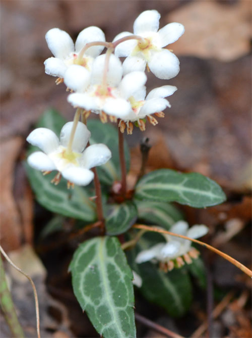 spotted wintergreen July 8 2011