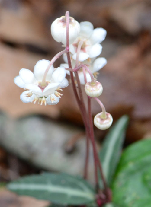 spotted wintergreen July 8 2011