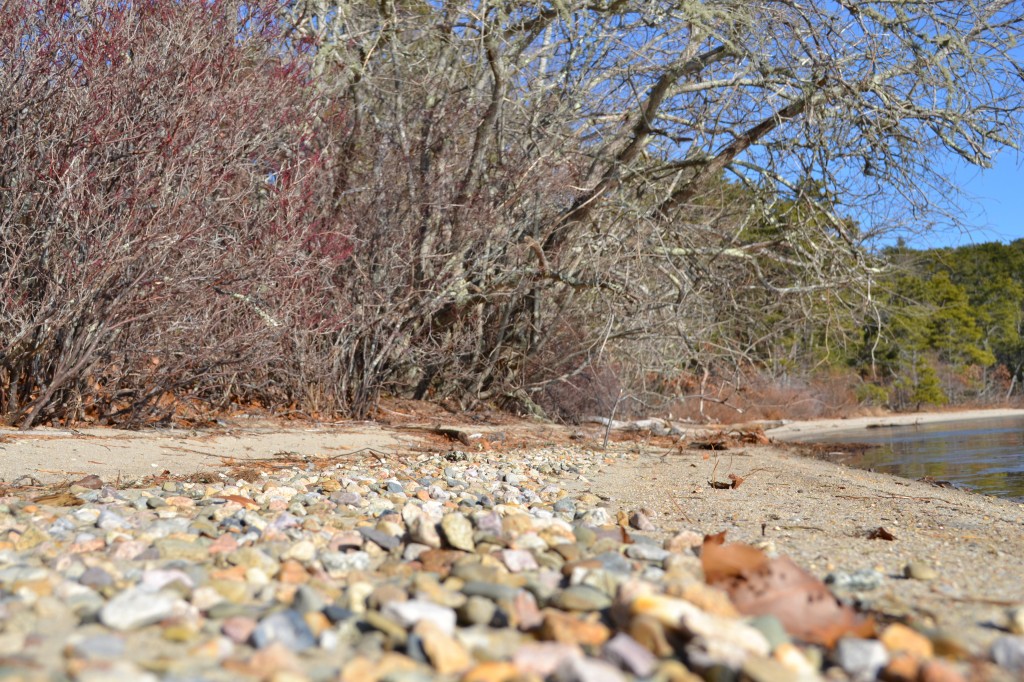 Pond side, Cliff pond December 31, 2010 Pond side, Cliff pond December 31, 2010