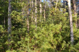 Young pitch pine stand, Cliff Pond December 31, 2010