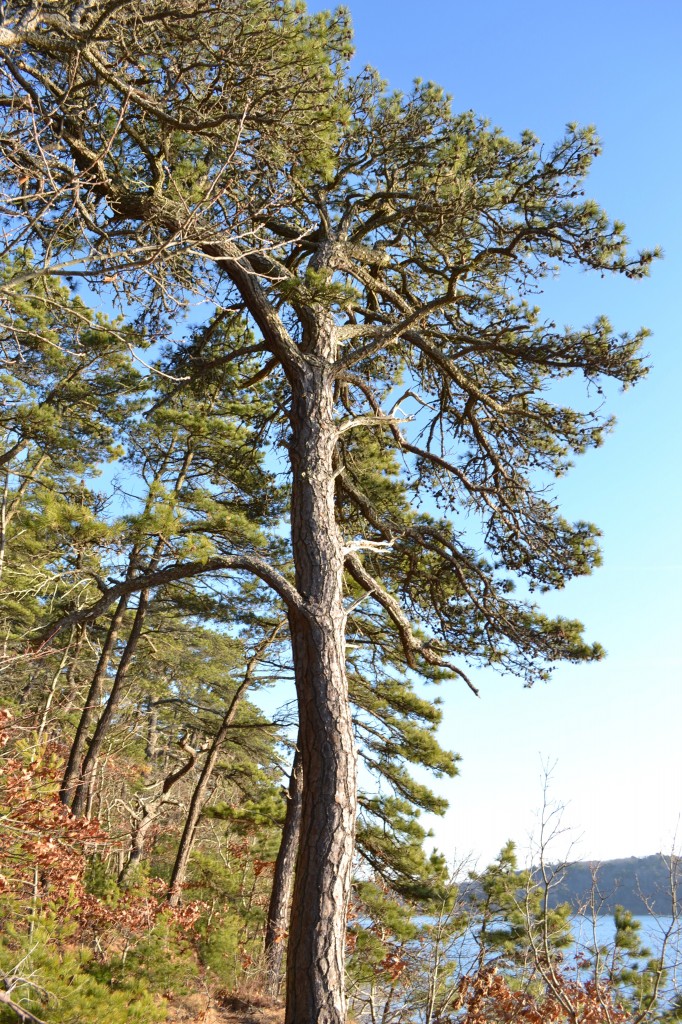 Majestic pitch pine at the edge of Cliff Pond, Brewster MA, December 31, 2010