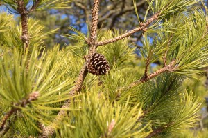 pitch pine cone December 31, 2010