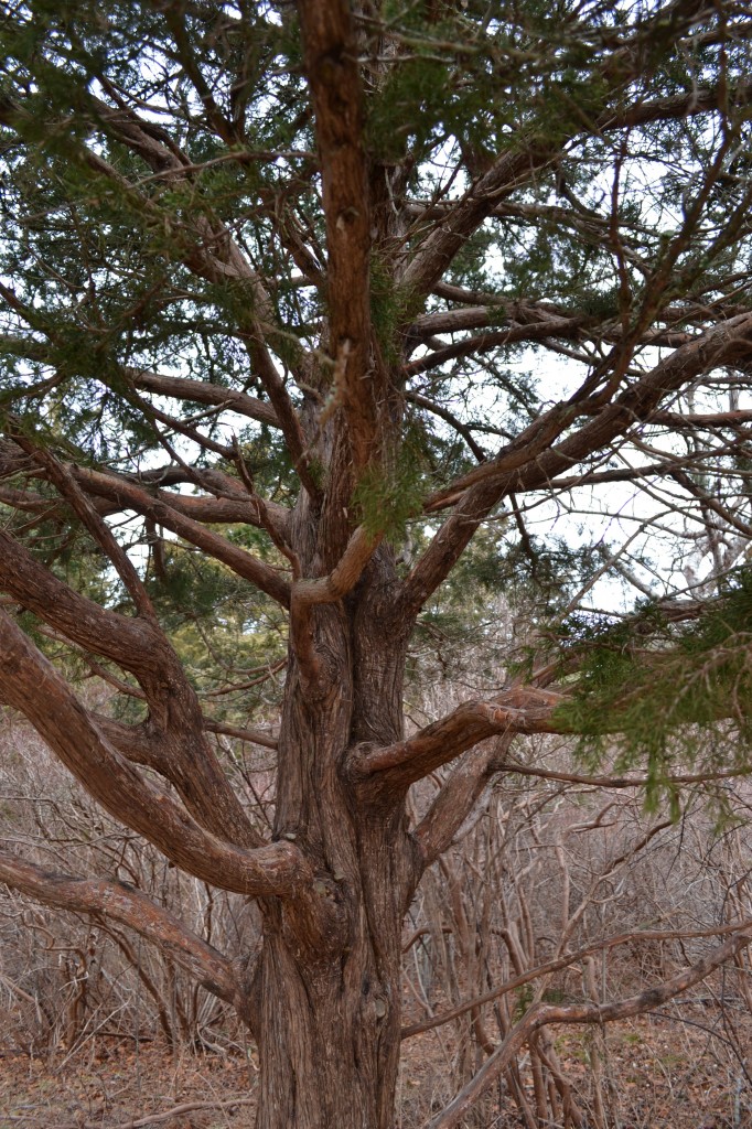 Eastern red cedar trunk detail, Brewster Museum of Natural History, December 31, 2010