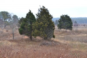 Eastern red cedar, Brewster Museum of Natural History, December 31, 2010