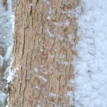 White oak bark in snow