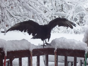 vultures in new jersey