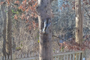 Opportunist gray squirrel seeking lunch