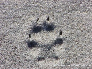 Coyote tracks on the beach