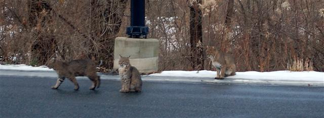 Photo of bobcats in the Berkshires copyright George Baldasarre 2009