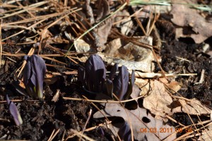 Mertensia virginica April 3 2011