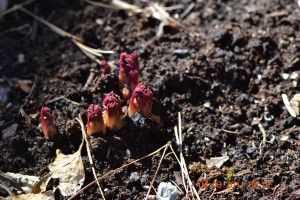 Dicentra