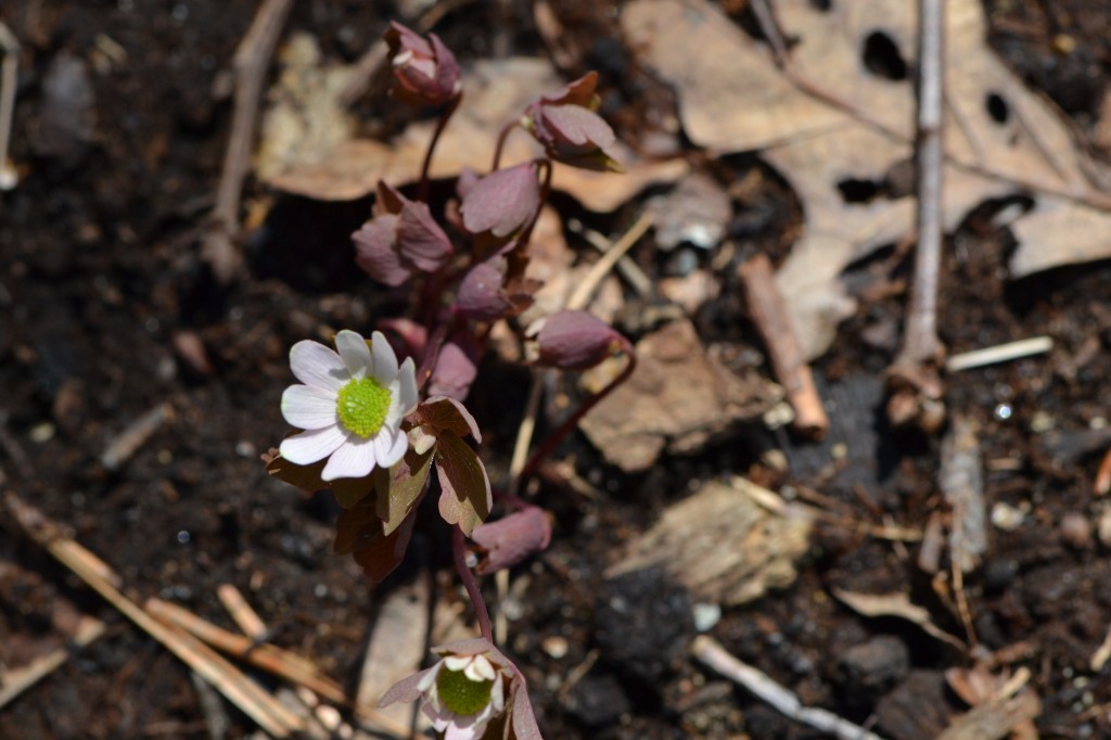 Rue anemone