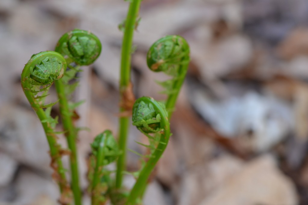 ostrich fern fiddleheads, April 24 2011