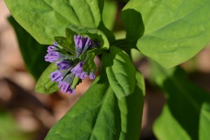 virginia bluebells on Easter, 2011