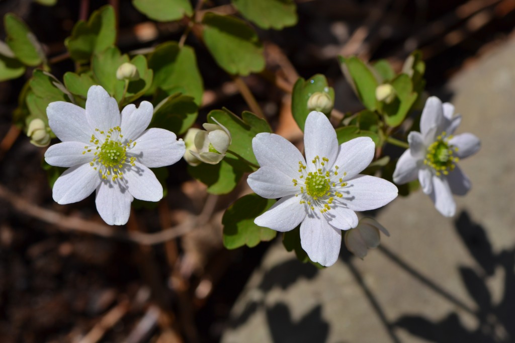 rue anemone on Easter sunday