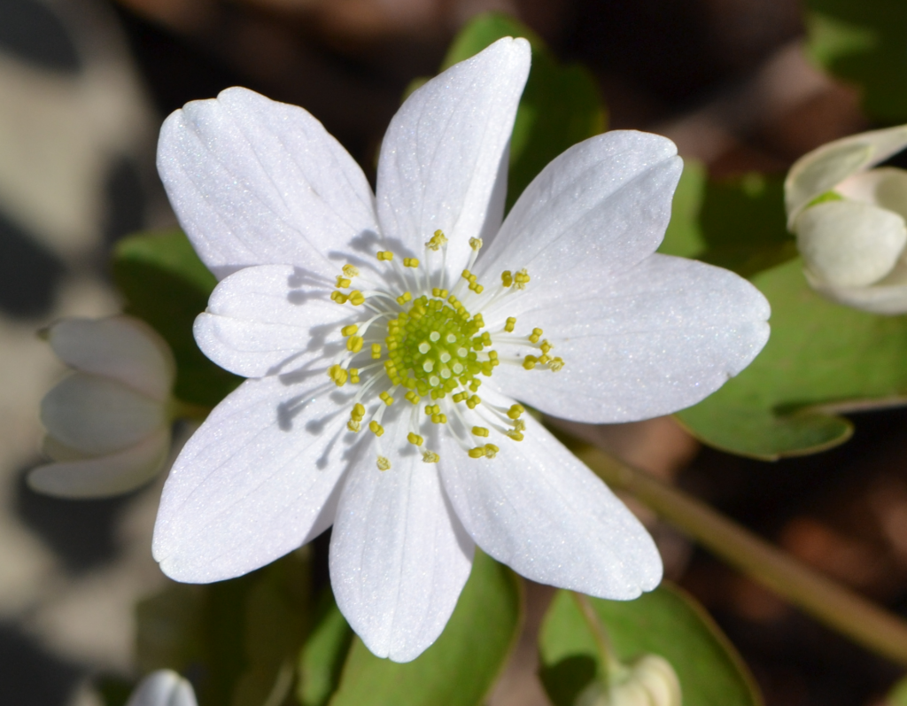 Easter sunday rue anemone