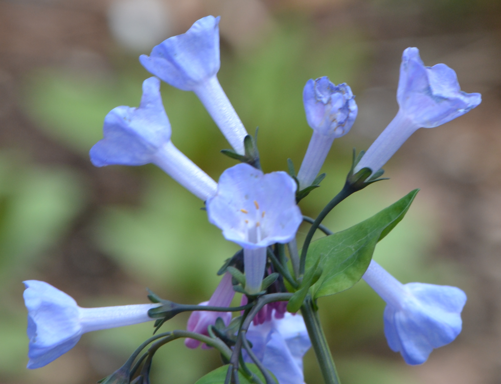 Mertensia virginica April 30 2011