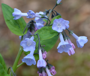 Mertensia virginica may 1 2011