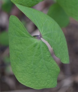 Jeffersonia diphylla leaf