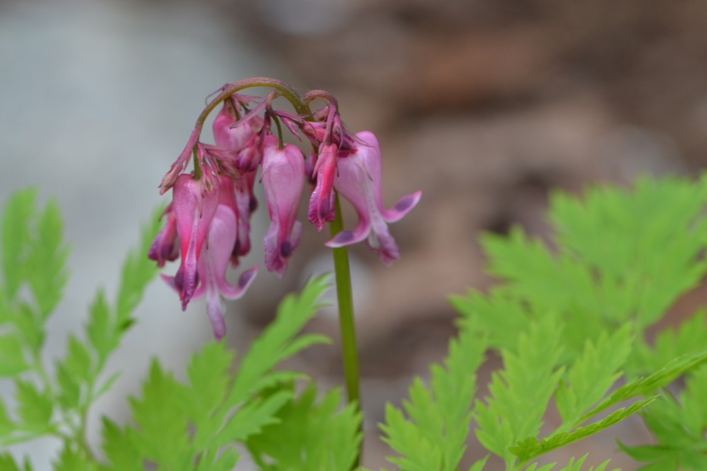 Dicentra eximia May 8 2011