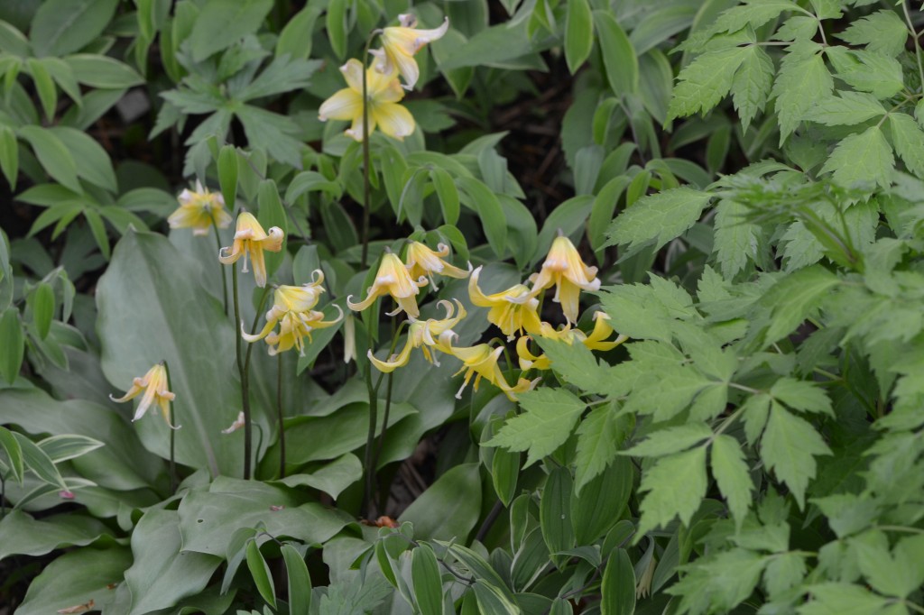 eastern trout lily, May 8 2011 eastern trout lily, May 8 2011