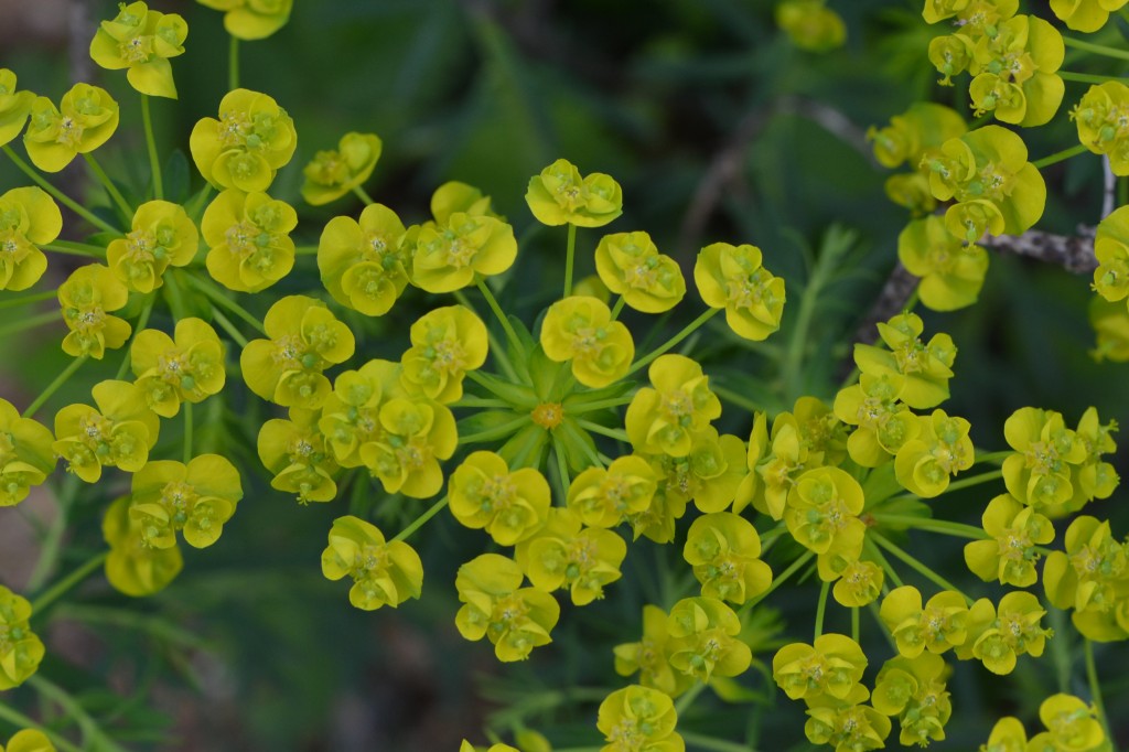 cypress spurge Brewster roadside May 8 2011