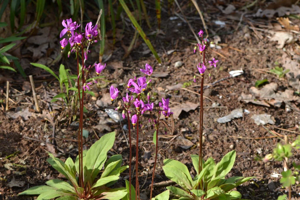 Bringing star power to the woodland garden