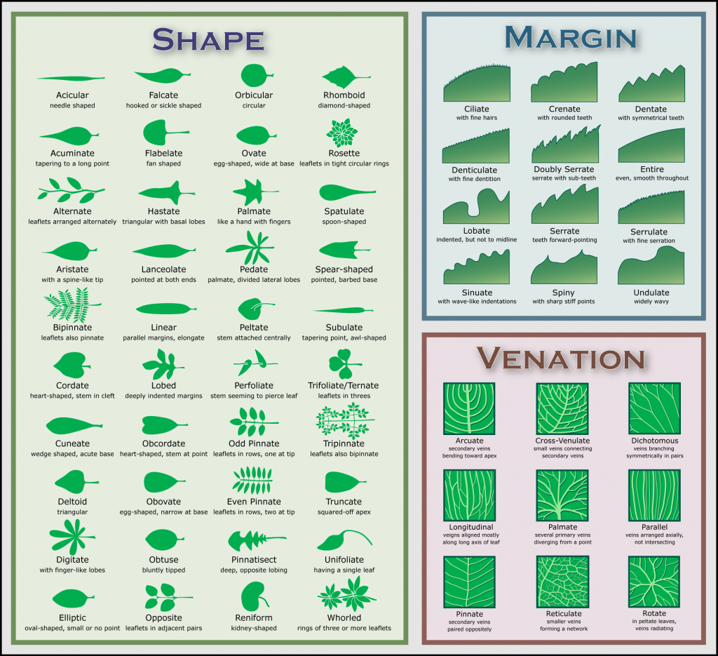 Leaf identification guide