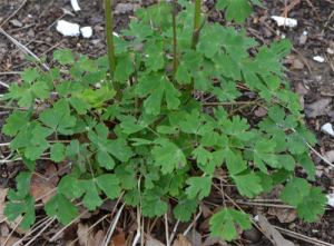 wild columbine leaves