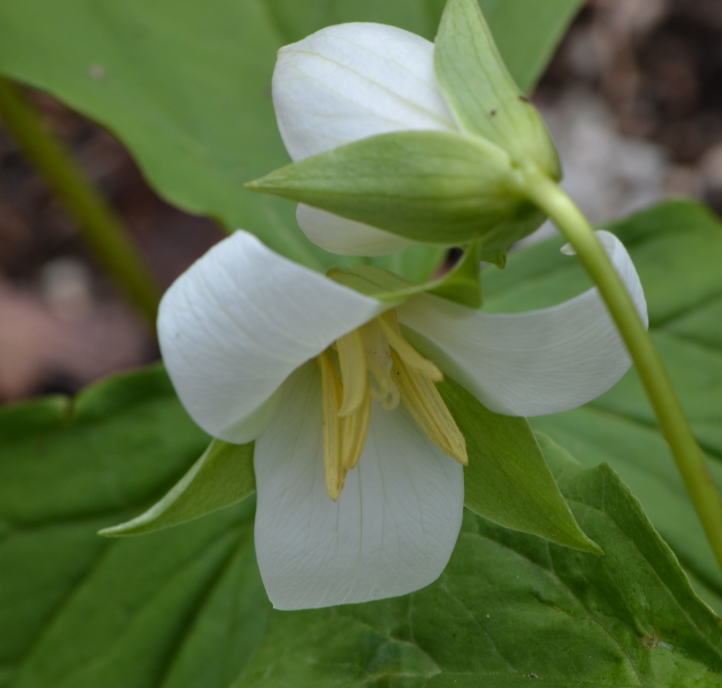 bent trillium, May 1 2011