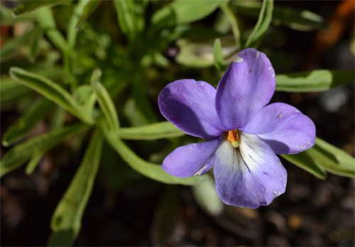 birdfoot violet May 21 2011