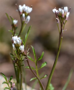 hairy bittercres late April 2011