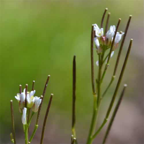 Hairy bittercress in the yard