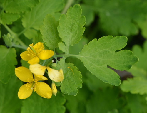 Chelidonium majus May 20 2011