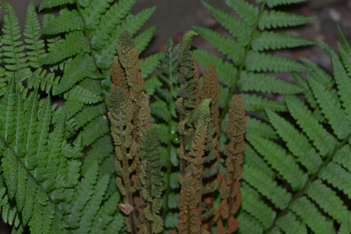 Cinnamon fern May 28 2011