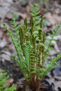 cinnamon fern in mid May 2011