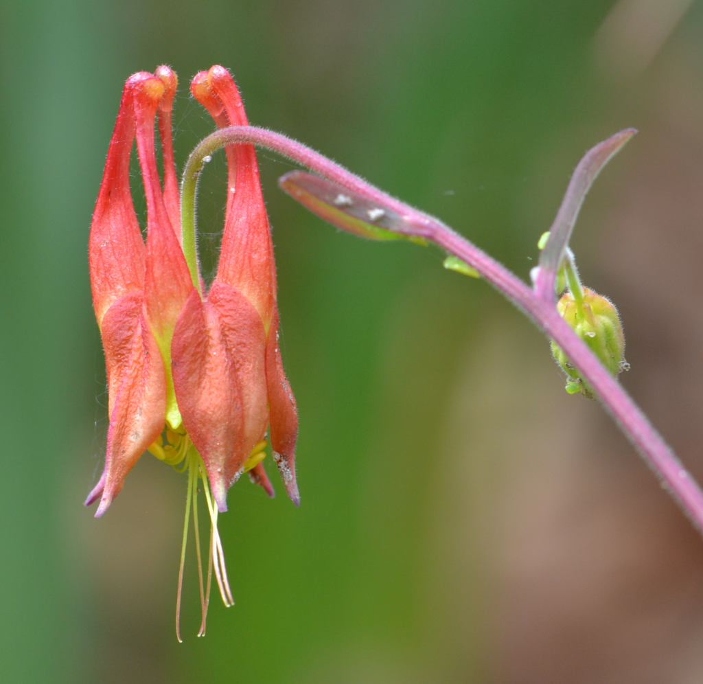 wild columbine flower May 1 2011