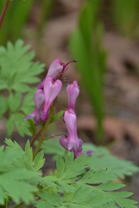 Dicentra eximia May 2 2011