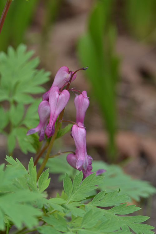 Dicentra eximia (wild bleeding heart) « Native plants for a Cape Cod garden