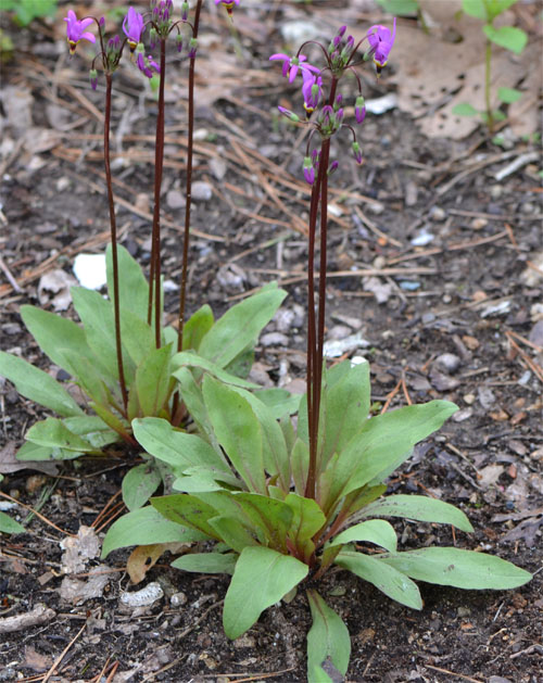 Dodecatheon meadia May 14 2011