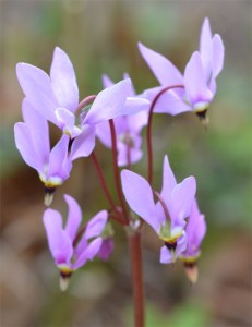 Dodecatheon meadia May 14 2011