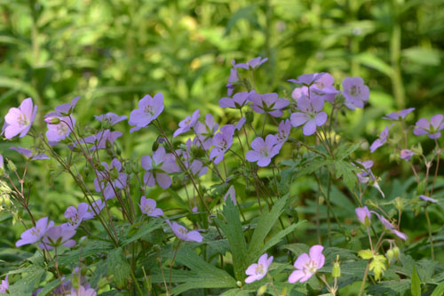 Spotted geranium at Museum of Natural History May 29 2011