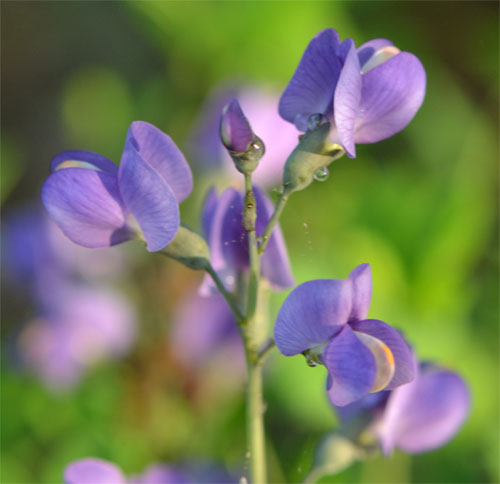 blue false indigo May 29 2011