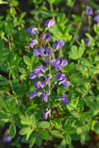 Baptisia australis May 29 2011